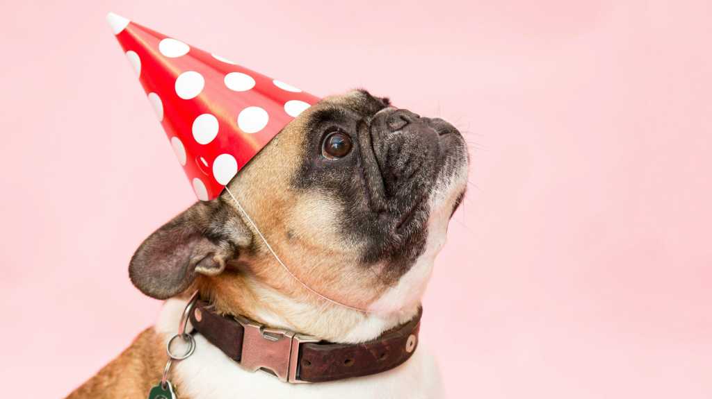 a cute french bulldog wearing a red party hat with white polka dots